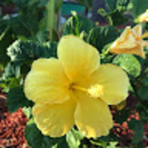 Meet your Posher, Madi